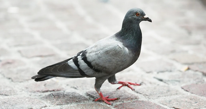 Modena Pigeonr 